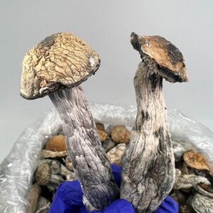 SHROOMS