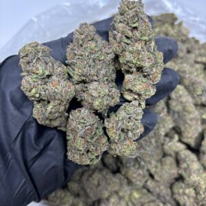 Purple Zertz 😈